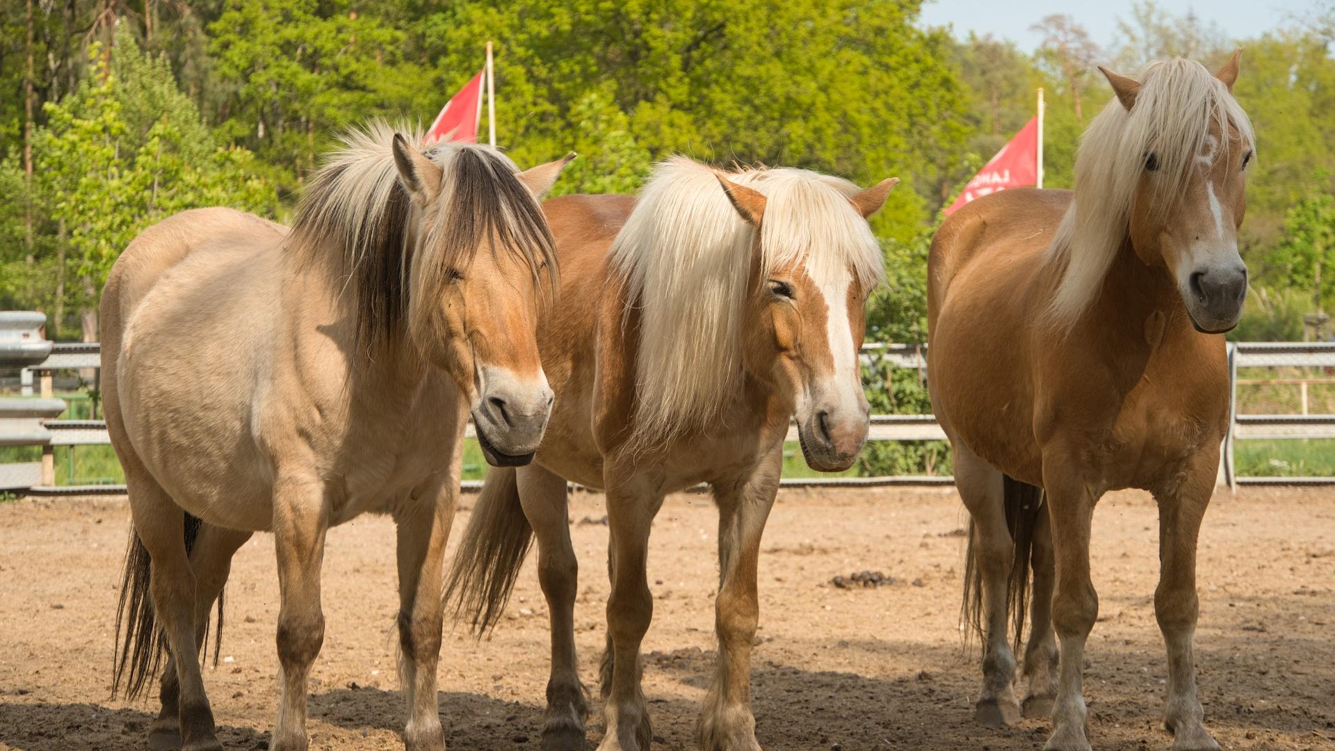 Das Leben ist kein Ponyhof