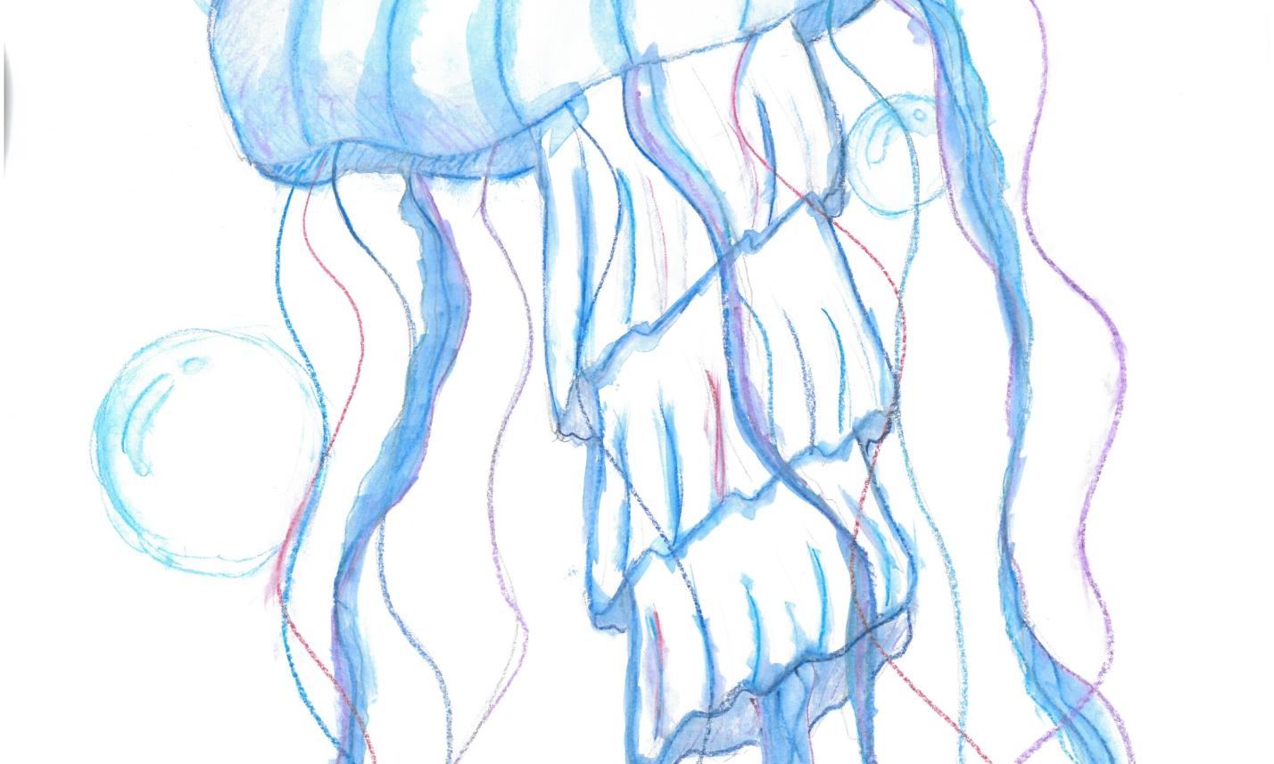 9. Klasse: Qualle (Aquarell)